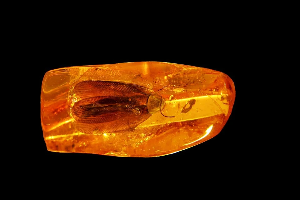 🪳 Янтарь с тараканом за 12 тысяч: стартует уникальный аукцион на ВДНХ
