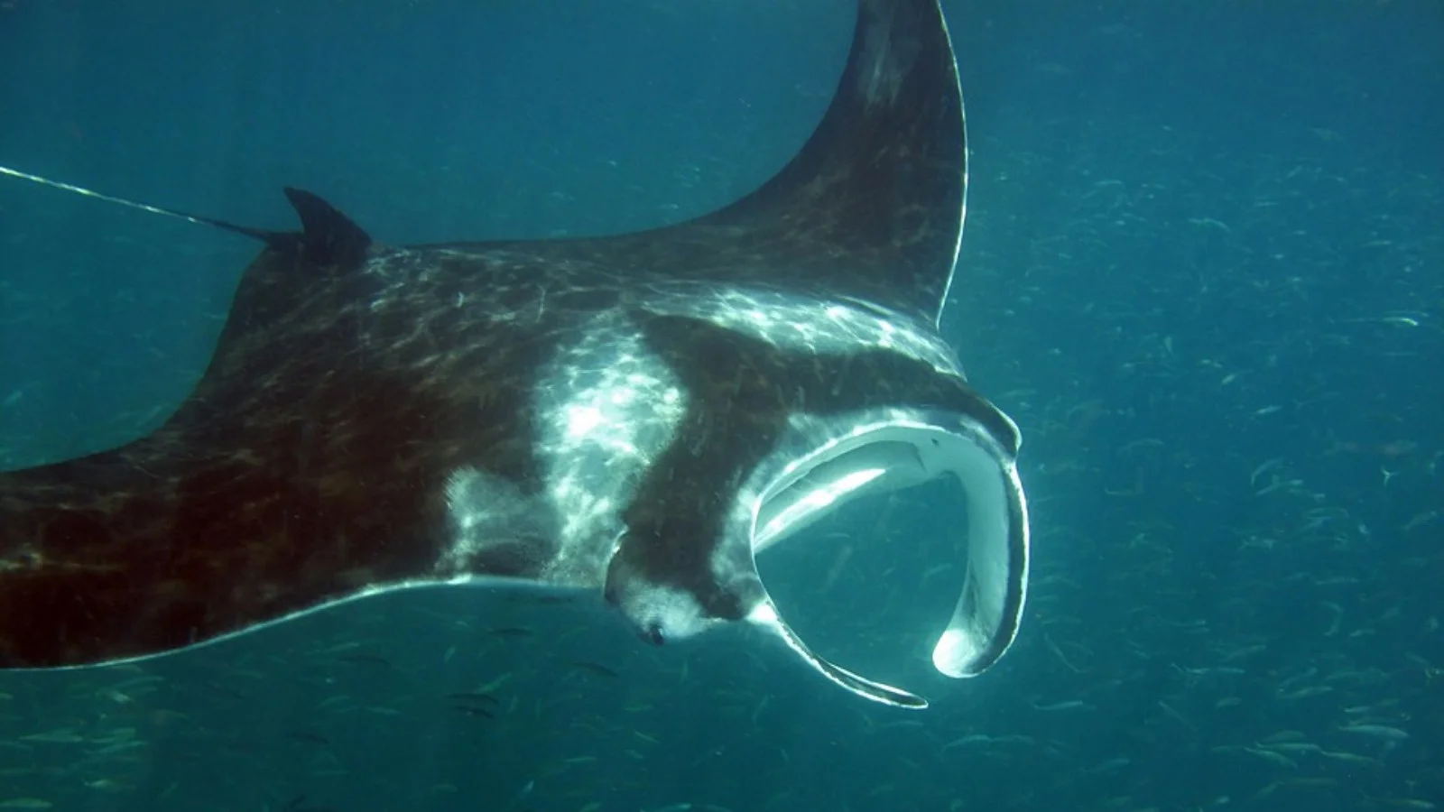 Удивительные открытия 2025 года: какие новые виды животных открыли учёные